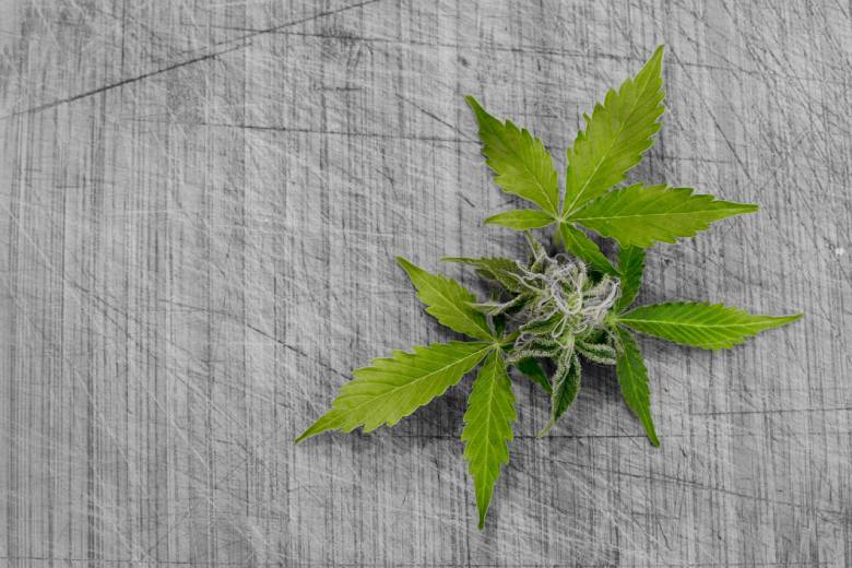 cbd, thc et effets marijuana cerveau