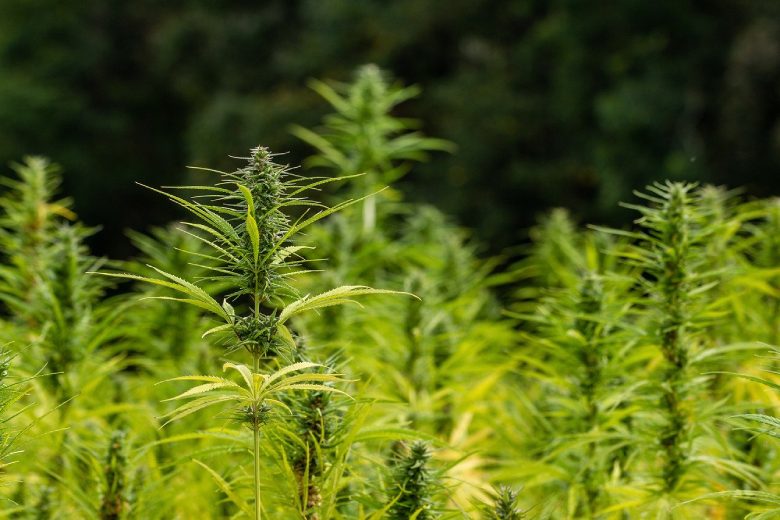 espèces cannabis différences