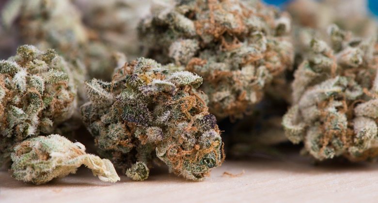 fleur de CBD broyeur de cannabis