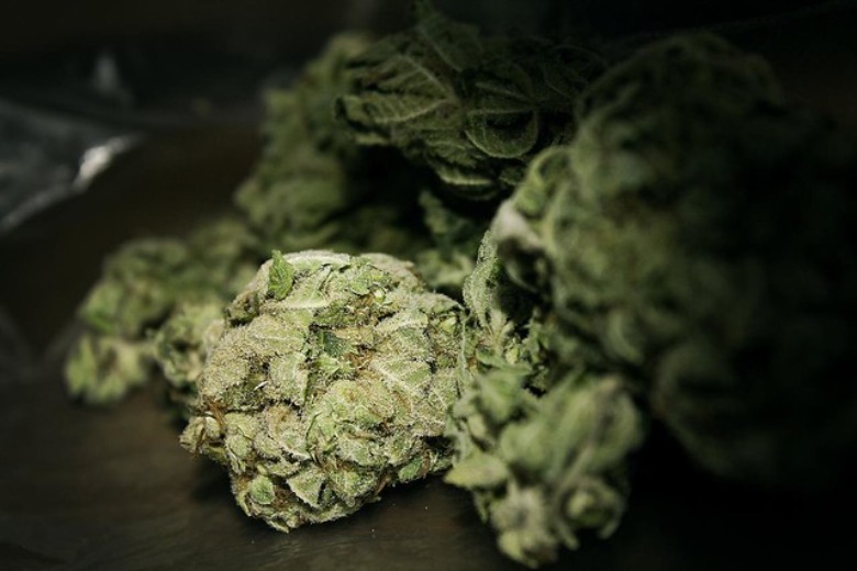 cannabis, marijuana et haschisch différences