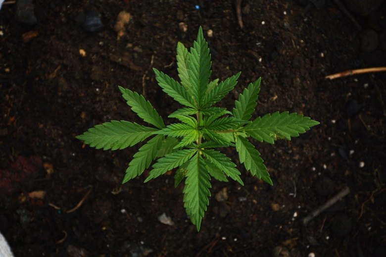 la culture légale du cannabis documentaire