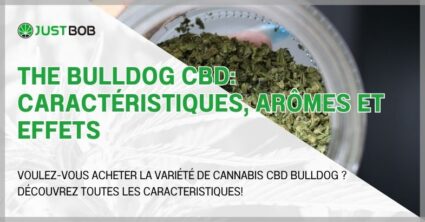 The Bulldog CBD: caractéristiques, arômes et effets