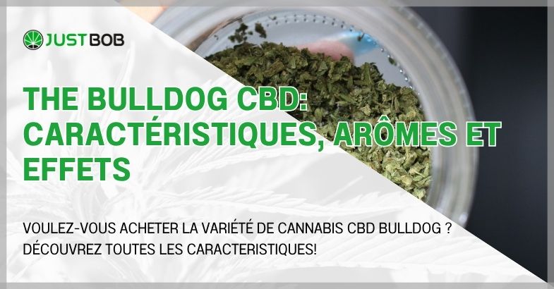 The Bulldog CBD: caractéristiques, arômes et effets