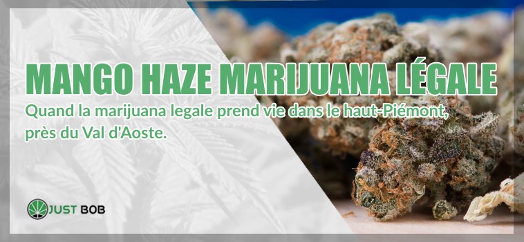 mango haze marijuana légale
