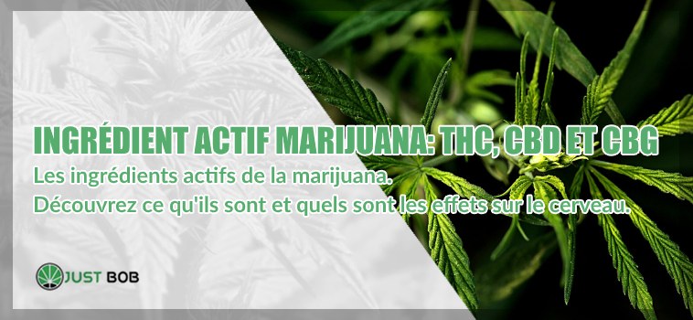 Ingrédient actif marijuana THC CBD CBG