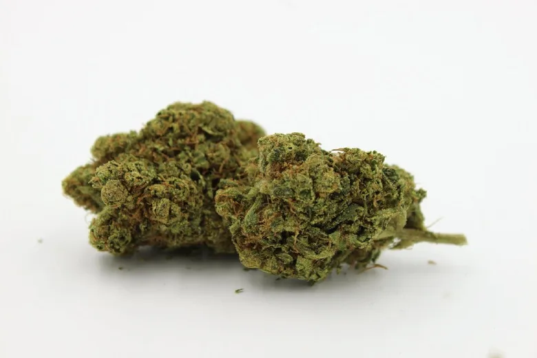 Vue rapprochée d'une fleur de Lemon Haze CBD à dominance sativa caractérisée par son profil terpénique citron-pin et ses arômes limonène pinène terpinolène