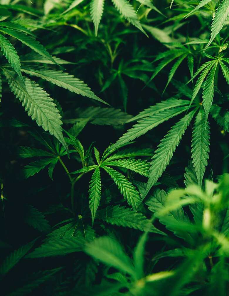 plantes de cannabis cbd sur les collines