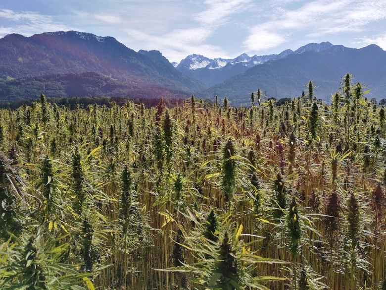 plantes de marijuana cultivées sans produits chimiques pour huile de cbd
