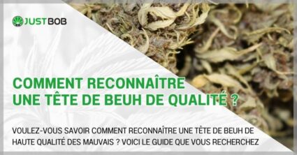 Comment reconnaître une tête de beuh de qualité ?