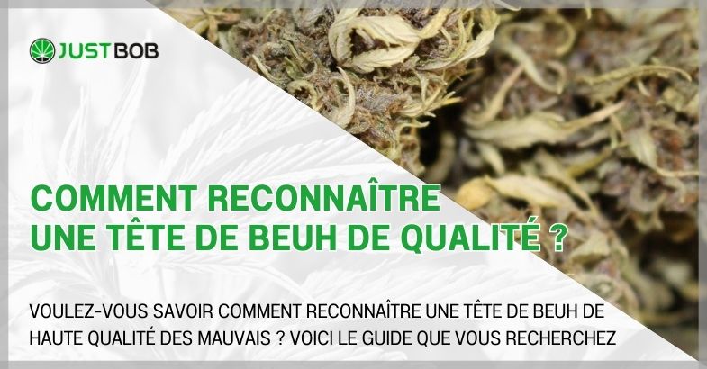 Comment reconnaître une tête de beuh de qualité ?