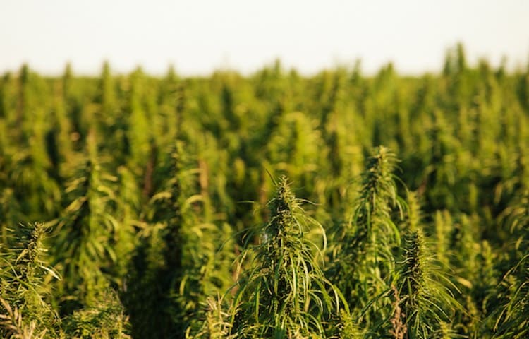 Culture du cannabis légal Melon Kush