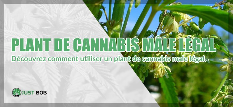 Découvrez comment utiliser un plant de cannabis CBD male légal