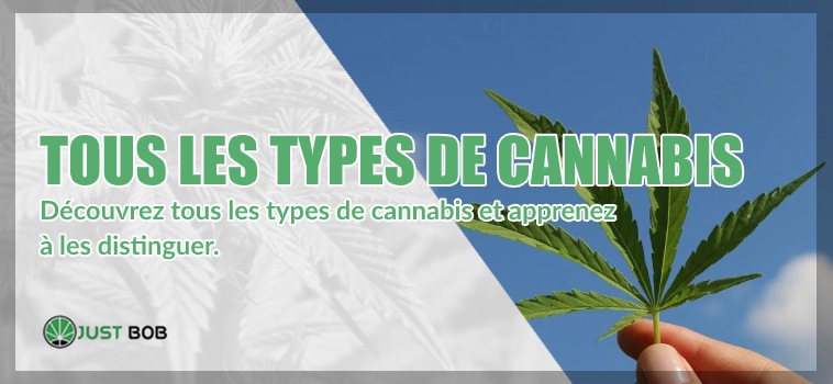 Tous les types de cannabis legere