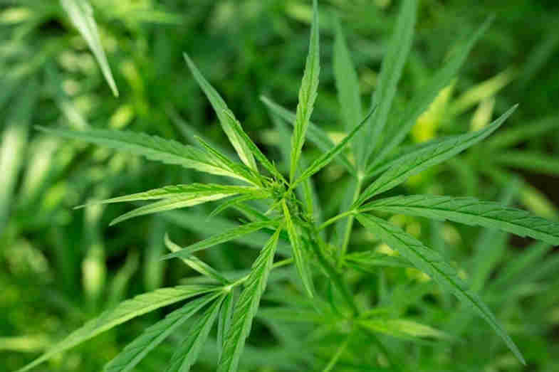 cannabis CBD légal et biologique