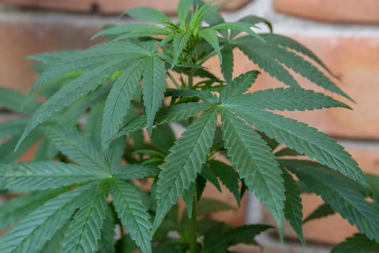 Plante de cannabis CBD aux feuilles palmées vertes détaillées devant un mur de briques rouges illustrant la morphologie typique du chanvre industriel