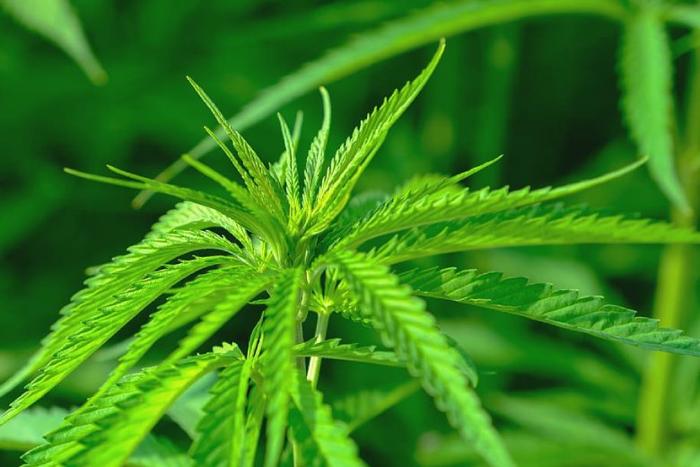 cannabis cbd sativa type