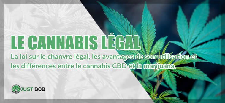 Le cannabis cbd lègal ou cannabis CBD et la marijuana