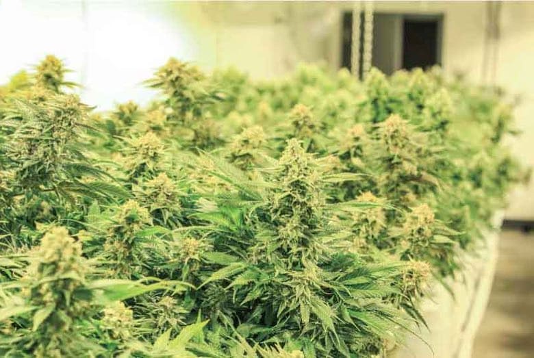 melon kush carateristiques