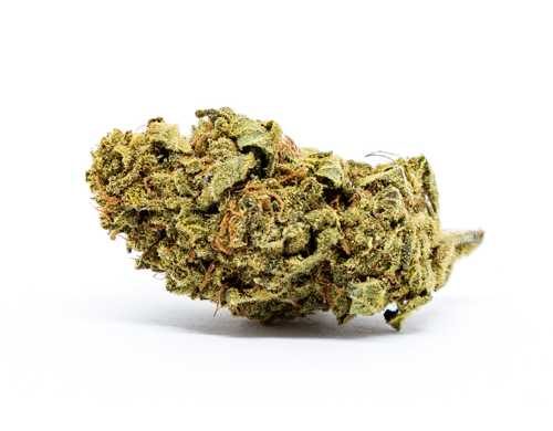 melon-kush-cbd-fleur-plante-de-cannabis