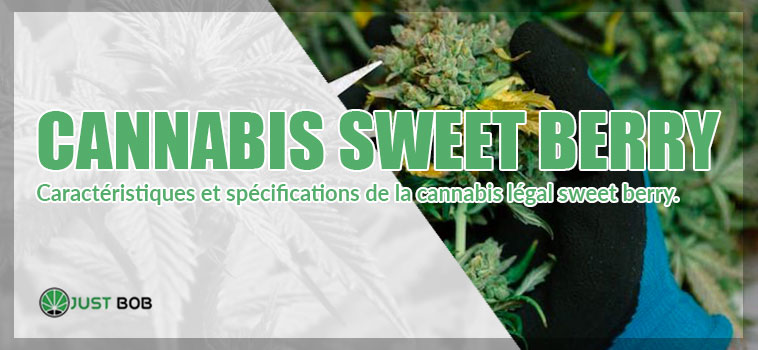specifications cannabis sweet berry