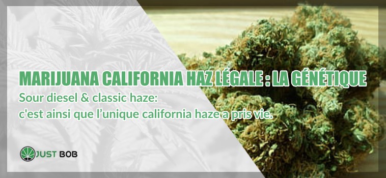 California Haze légale la génétique
