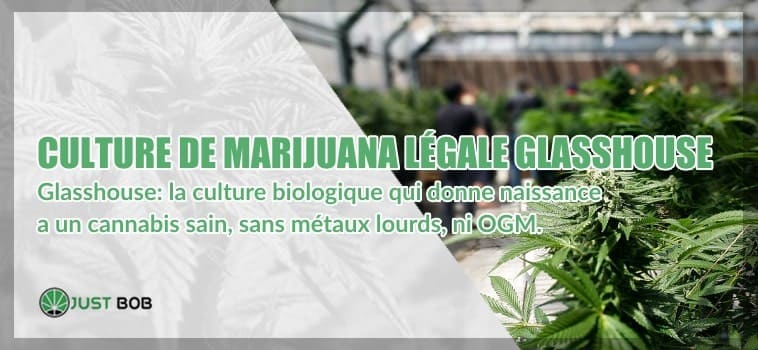 Culture de marijuana légale et sous serre glasshouse