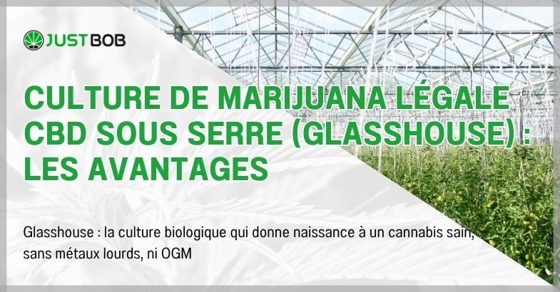 Culture de marijuana légale CBD sous serre (glasshouse)