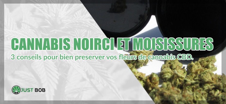 Cannabis legere noirci et moisissures