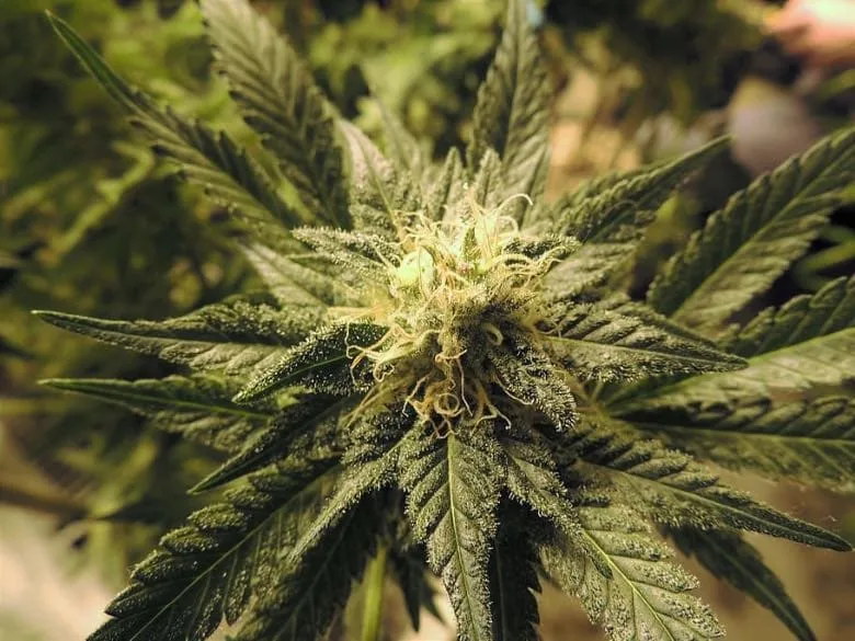 Image d'une fleur de cannabis CBD Lemon Haze à dominance sativa issue du chanvre industriel européen avec THC inférieur à 0,3% et profil aromatique citron-pin caractéristique