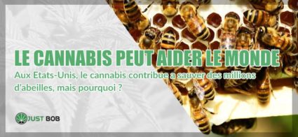 cannabis cbd et abeilles