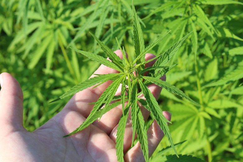 cannabis legere des fins personnelles