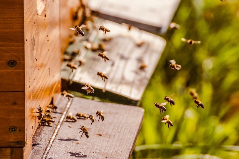 chanvre légal et abeilles