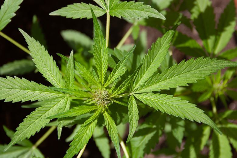 culture de la marijuana cbd