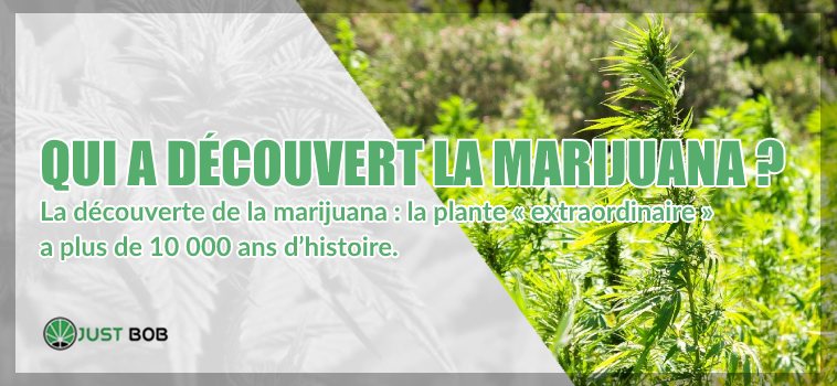 découverte de la marijuana cbd