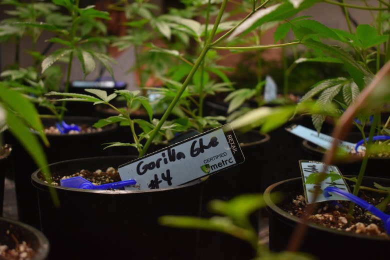gorilla glue marijuana cbd