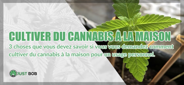 marijuana cbd à la maison