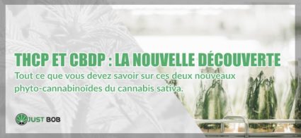 nouvelle découverte de cannabis cbd