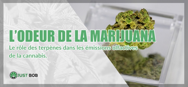 odeur de la marijuana cbd