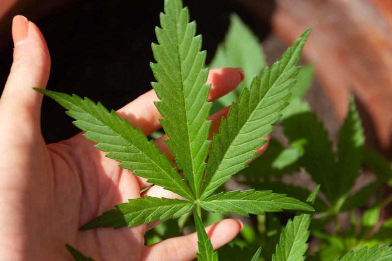 origines du cannabis cbd
