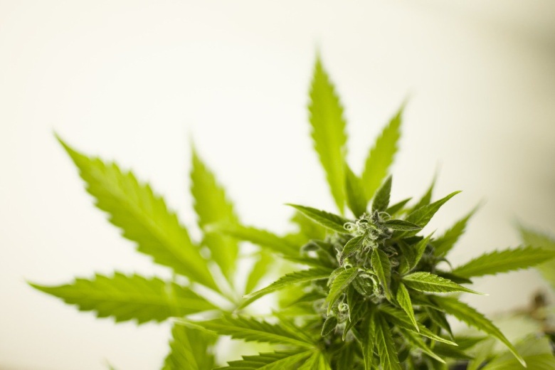 plantes de cannabis légal