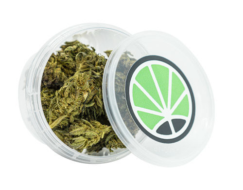 Purple fleur de cannabis