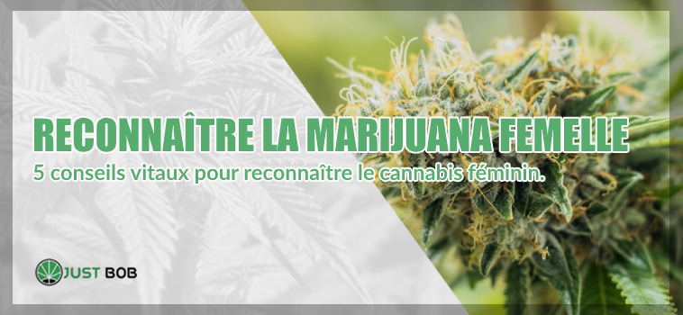 reconnaître la marijuana cbd femelle