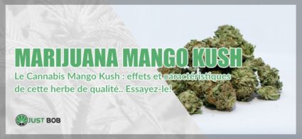 Marijuana Mango Kush cbd