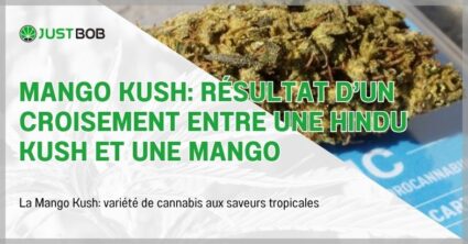 Mango Kush: résultat d'un croisement entre une Hindu Kush et une Mango