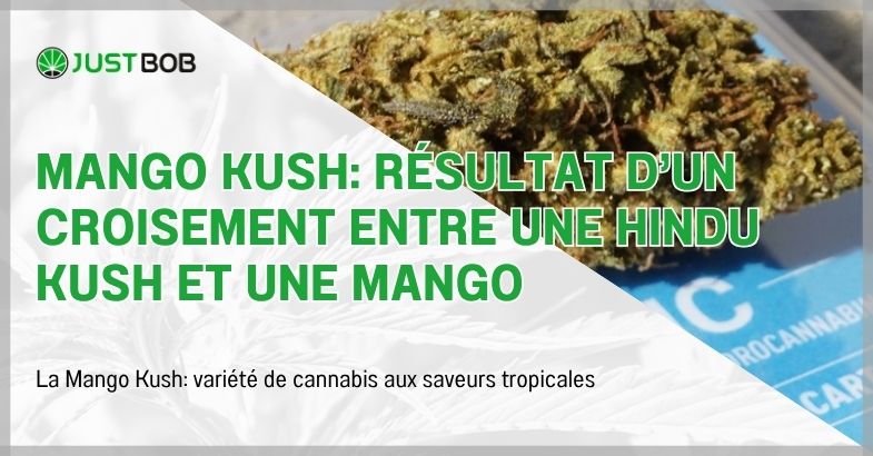 Mango Kush: résultat d'un croisement entre une Hindu Kush et une Mango