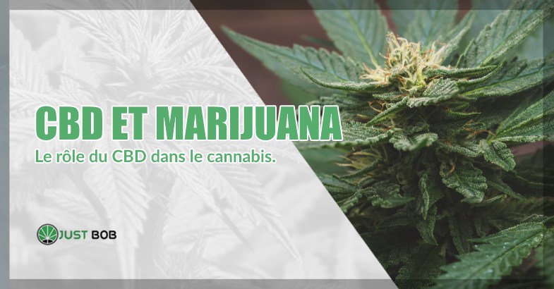 CBD et marijuana