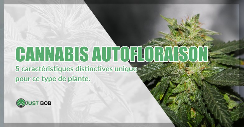 Cannabis cbd autofloraison