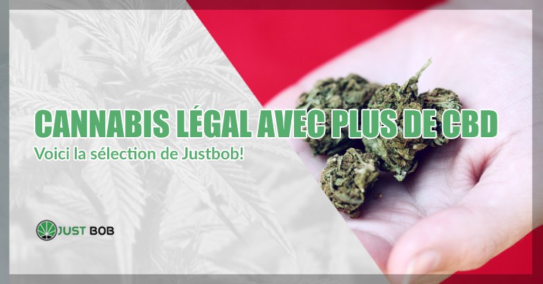 Cannabis légal avec plus de CBD