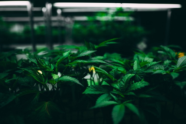 Prix moyen du cannabis cbd