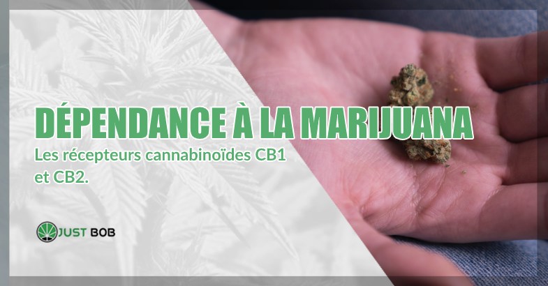 canabis légal ne crée pas de dépendance